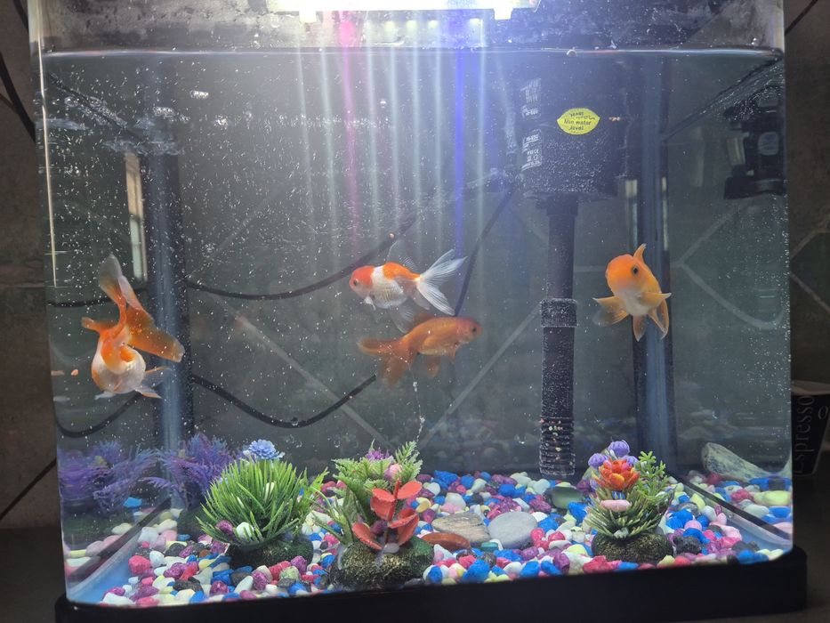 Аквариум с рыбками