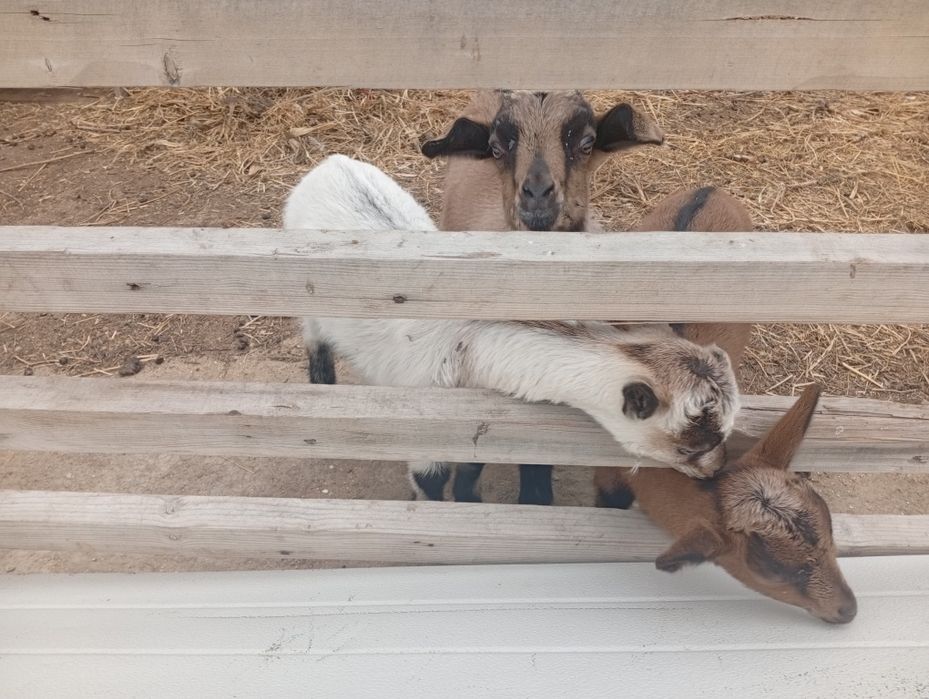 Продаются козлята