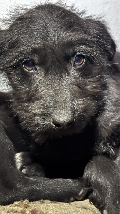 Ит,Собака Бесплатно