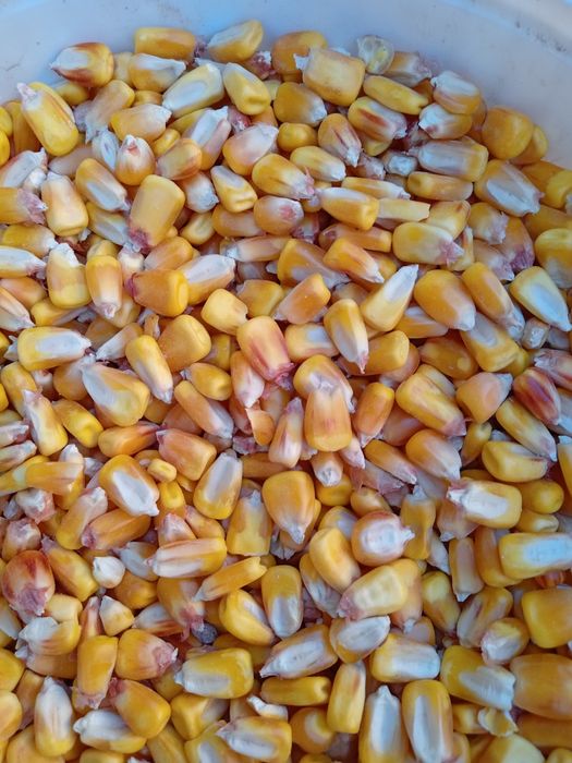 Vând porumb calitatea 1.