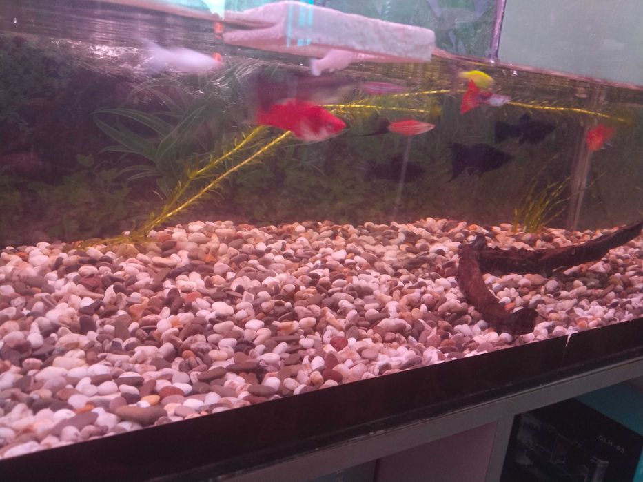 Мальки Гуппи,
Моллинезии, Пицилее, Меченосцев