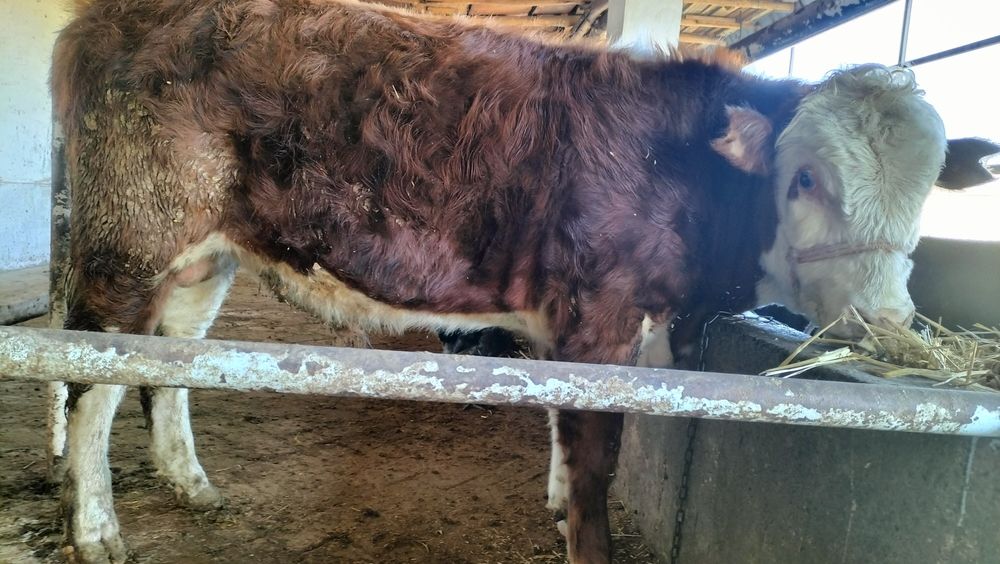 Продам породистых бычков