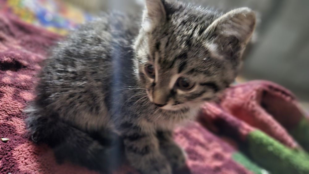 Mushuk kulrang chiroyli