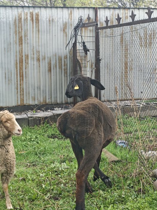 Арашан Гиссар матка