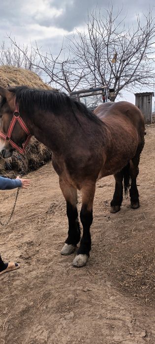 Manza  murga de 2 ani