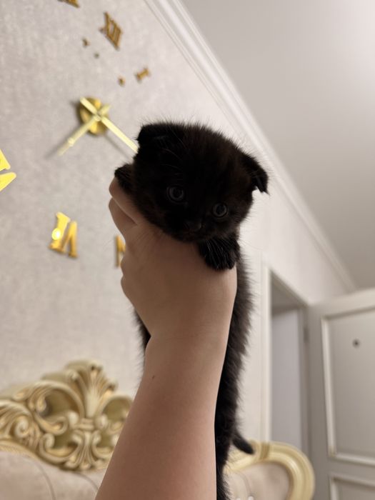Бронь вислоухие котята