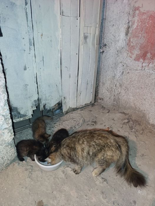 Отдам даром кошки