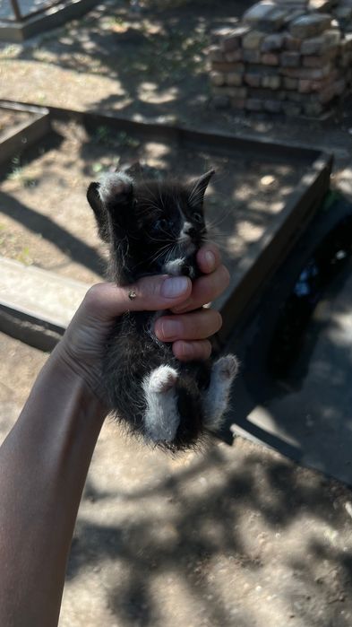 Отдам котят бесплатно