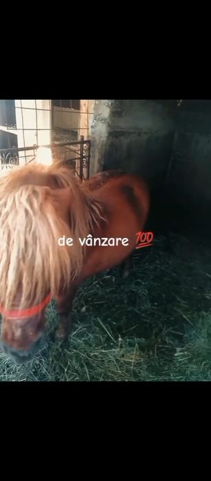 Ponei de vânzare fac si schimb cu mânz s-au bani