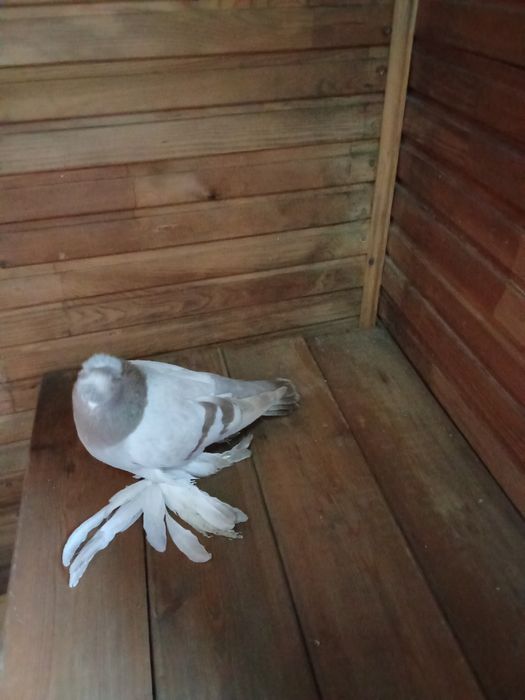 Двухчубая голупка