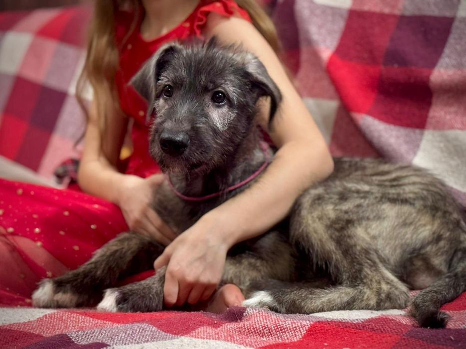 Ирландский волкодав