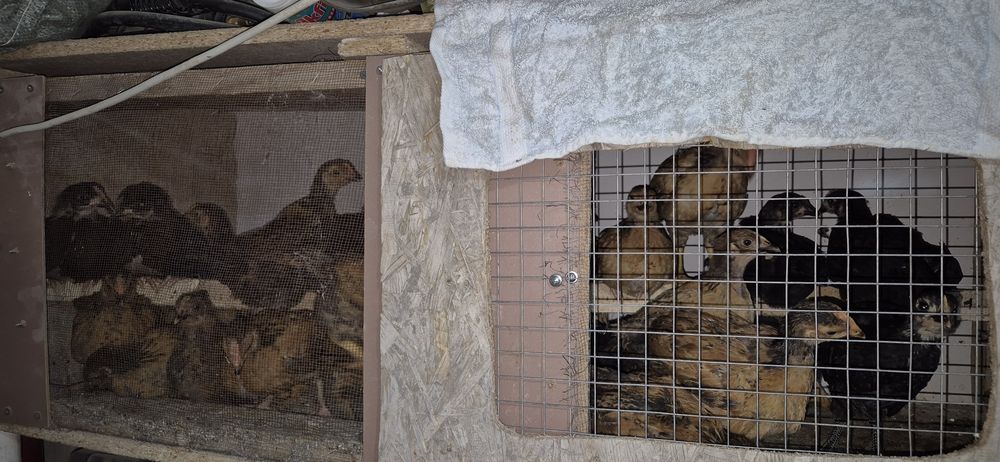 Цыплята суточные