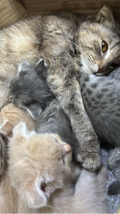 Вислоухие котята