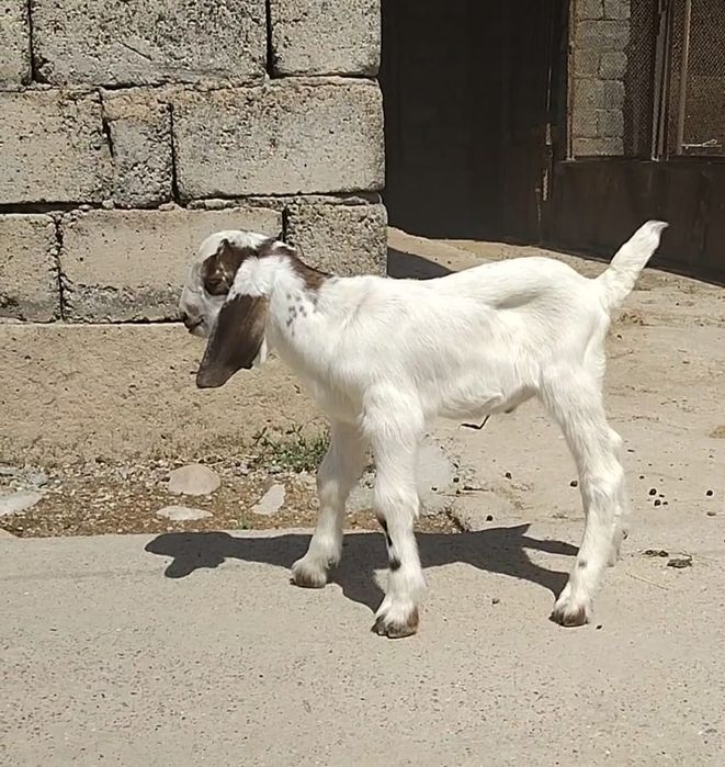 Нубийский  ешкі сатылады