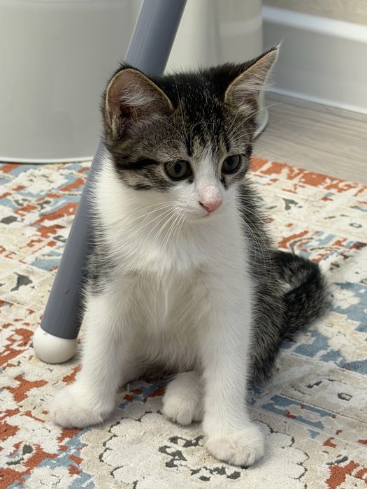 Котята в хорошие руки