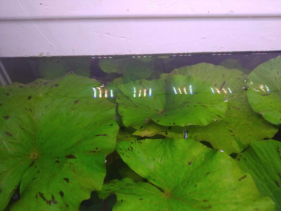 Растения аквариумные