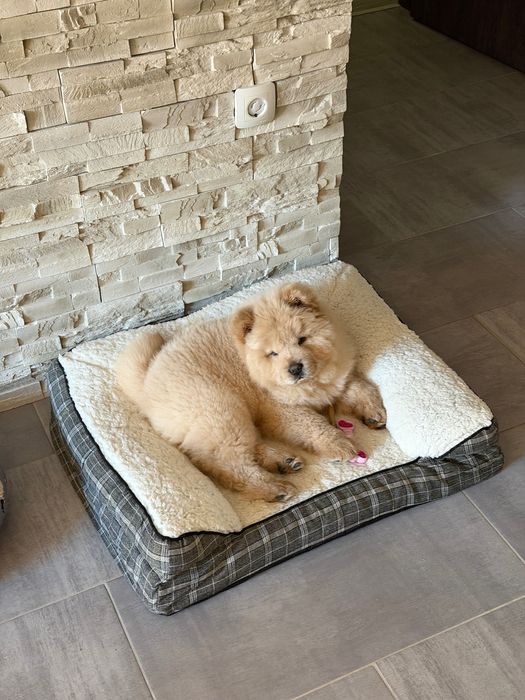 Чау Чау (Chow Chow)