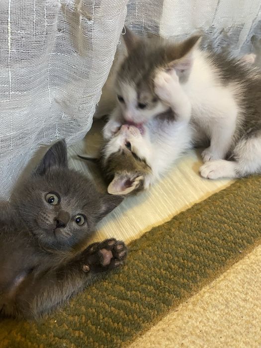 Красивые и млые котята ищут дом.