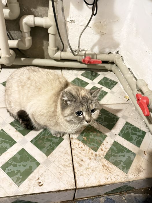 Кошка бесплатно