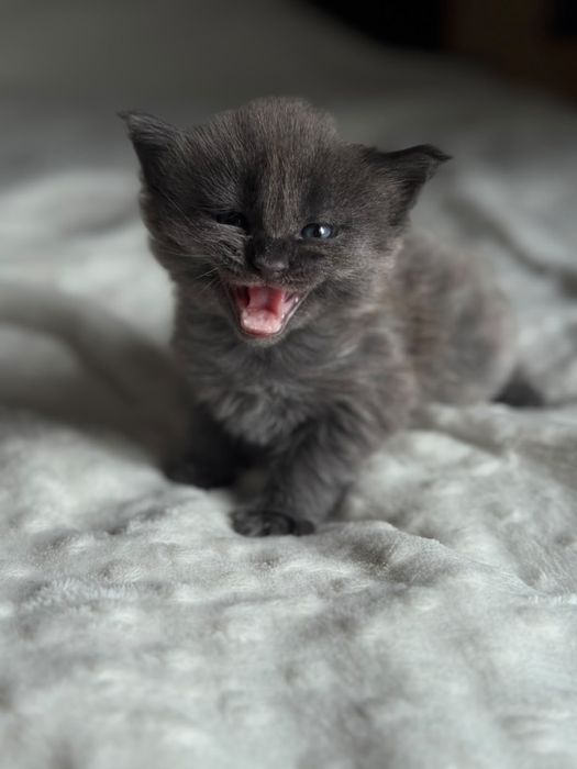 Котята Мейн-кун Алматы