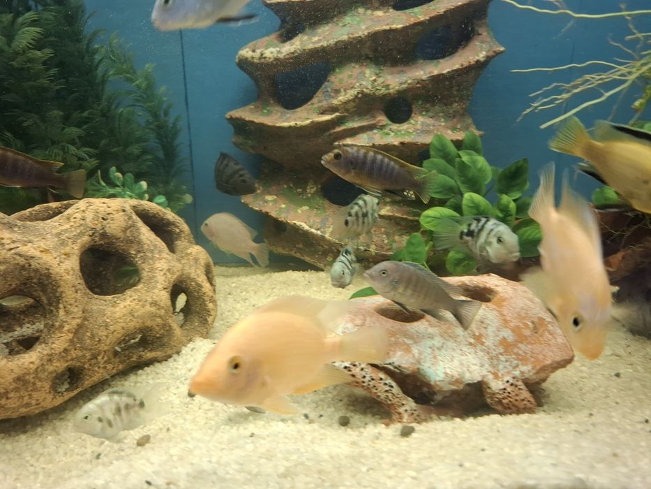 Срочно  обменяю рыбок 4 шт