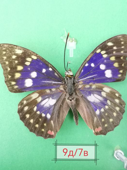 Истински пеперуди, естествени