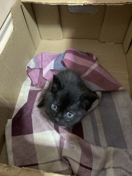 котята в хорошие руки