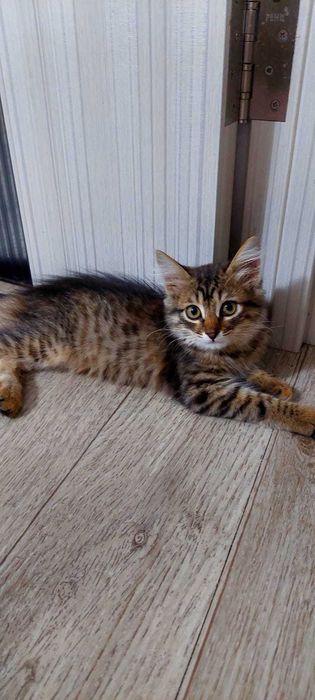 Отдам Котенка в добрые руки