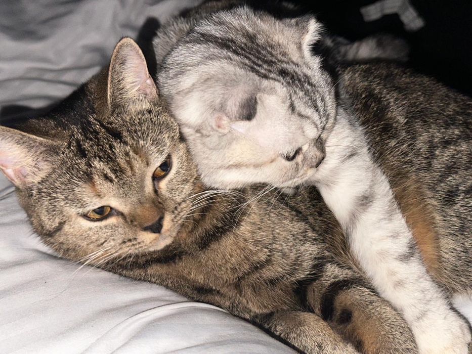 Отдам 2х кошечек в хорошие руки