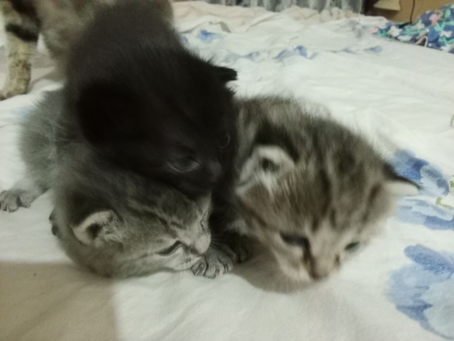 Отдам котят малышей 2 девочки.