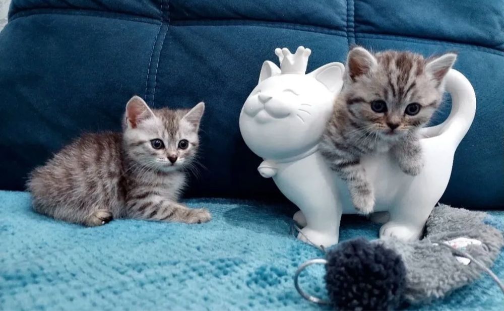 Восхитительные Котики