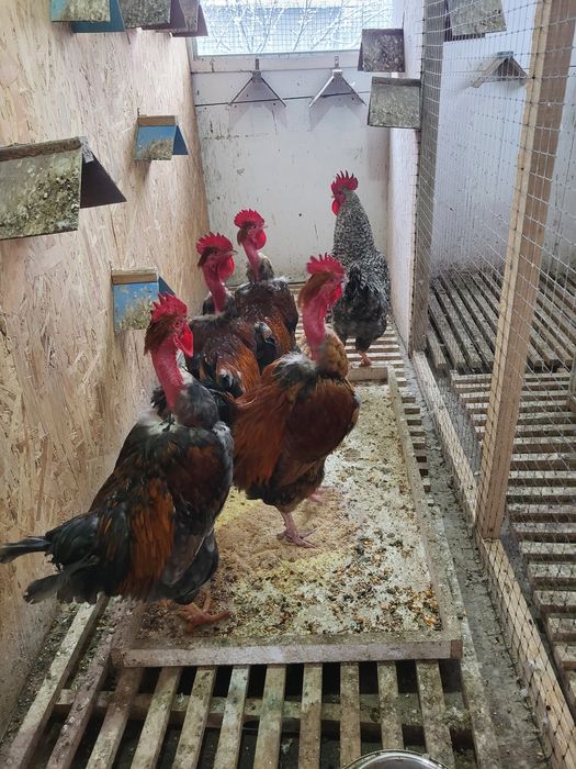 Cocosi si găini de vanzare pentru sacrificat sau prasila 100 roni