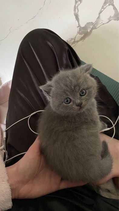 Британский котенок