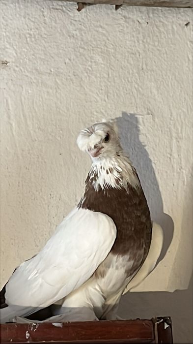 Пара капканов продажа