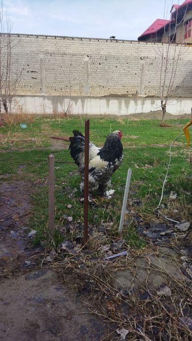 Брама хурозлар сотилади