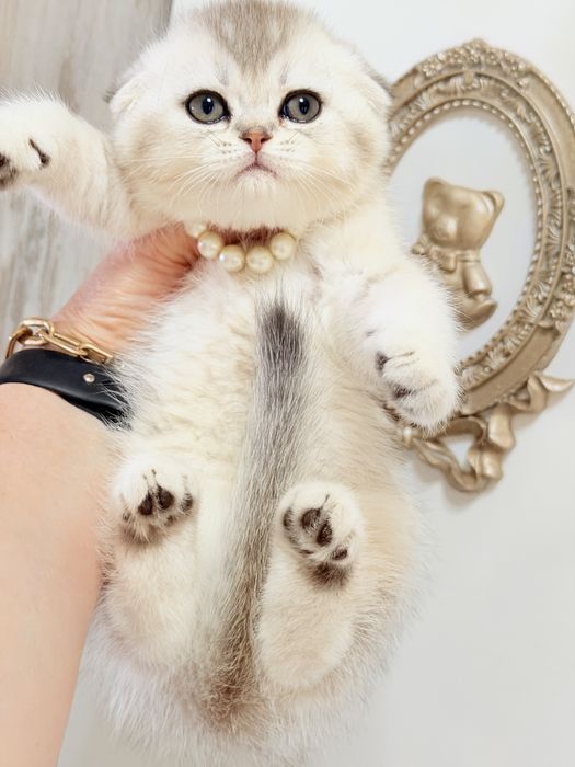 Котята чистокровные