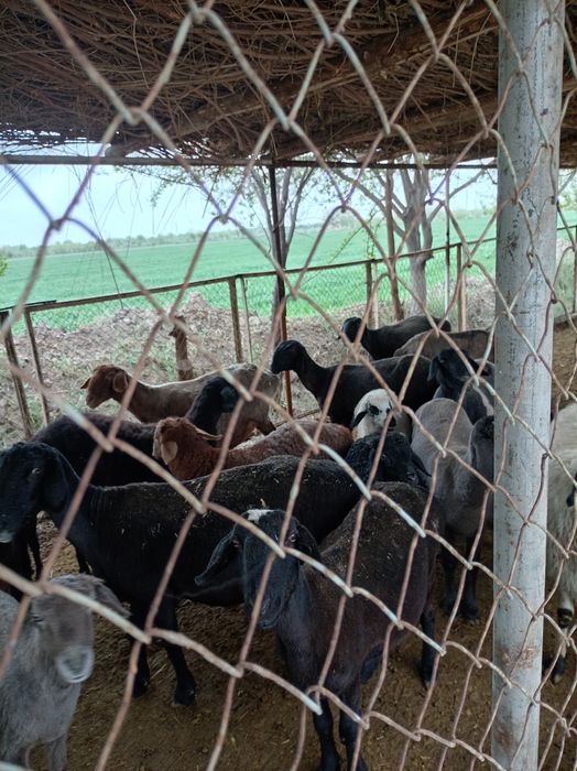 Ширбозлар сотилади