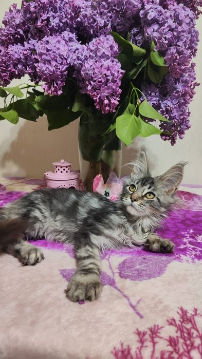 Котята  Мейн-кун