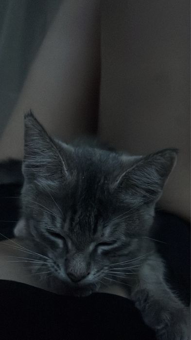 Котенок девочка