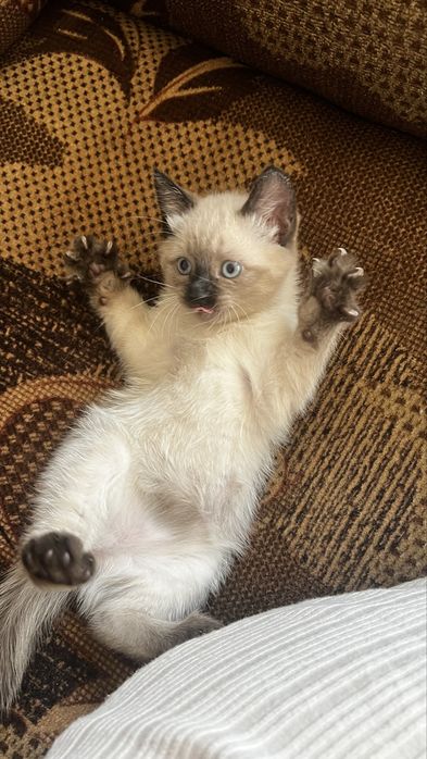 Девочка кошечка