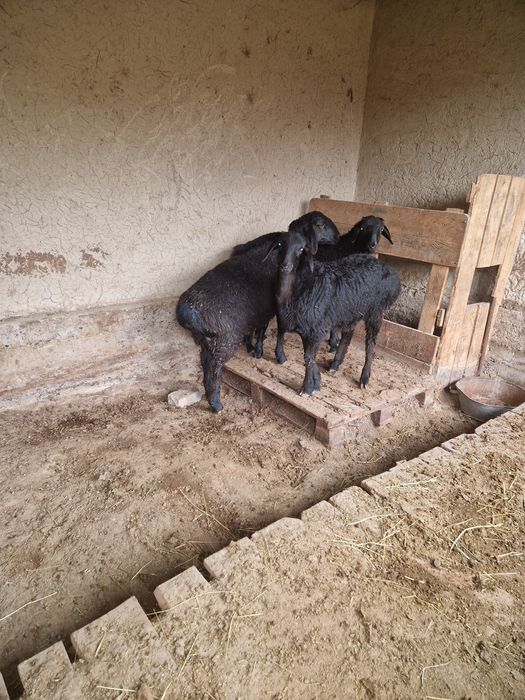 Продаётся бараны