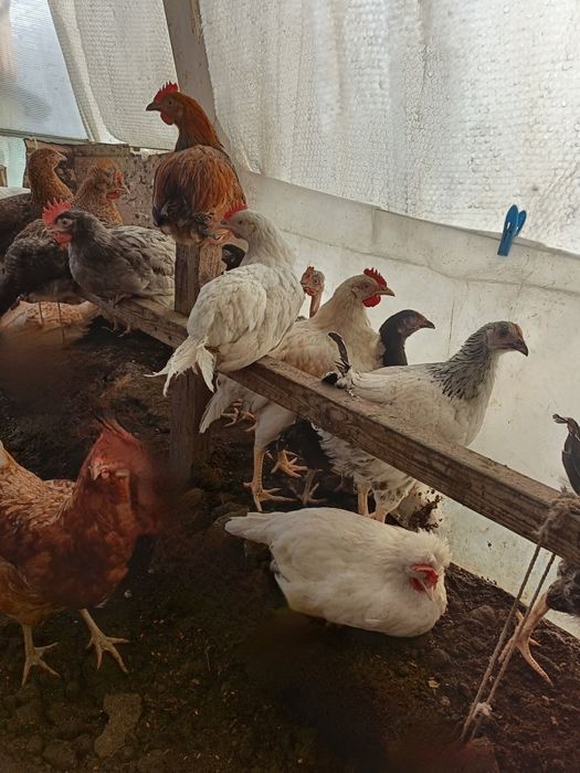 Продам подрощенных цыплят