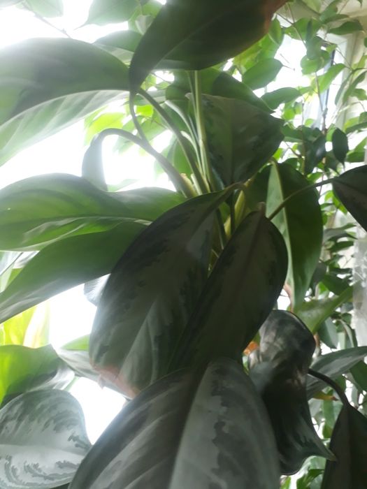 Продам комнатные цветы для дома, офиса