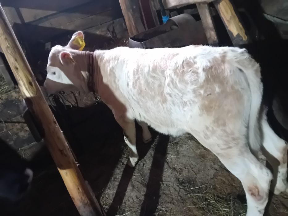 Vand doua vitele Pojorâta jud.Suceava