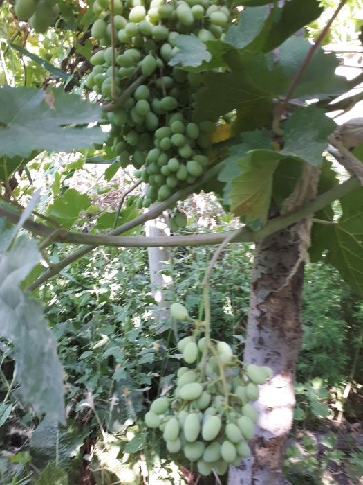 Продаётся дачный участок