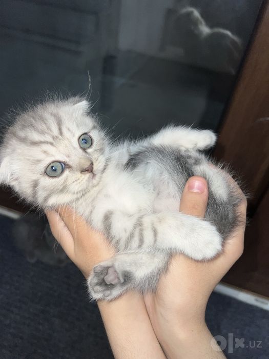 Scottish fold mushukcha