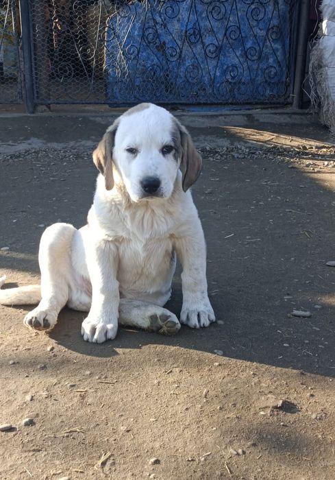 Mascul Ciobanesc de Asia Centrala