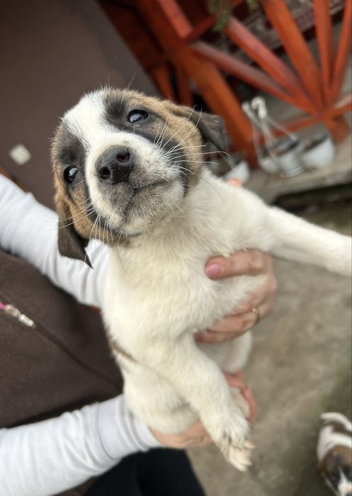 Donez 7 catelusi, 4 baieti si 3 fete