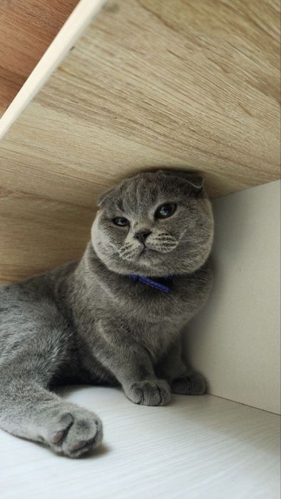 Открыто раннее бронирование на котят премиум класса