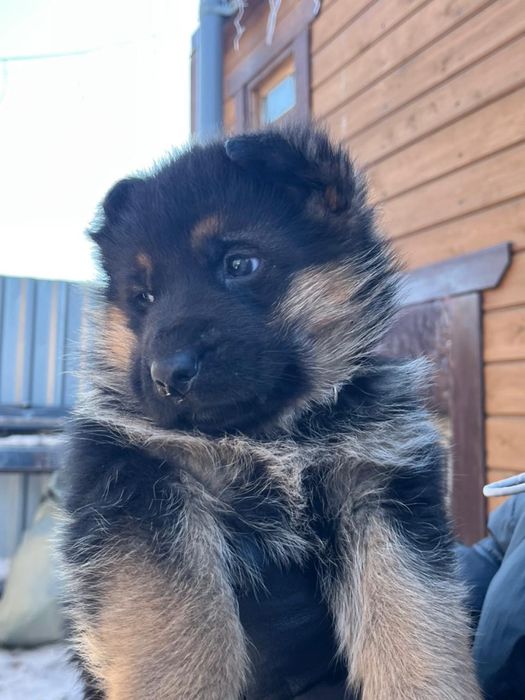 Щенки немецкой овчарки